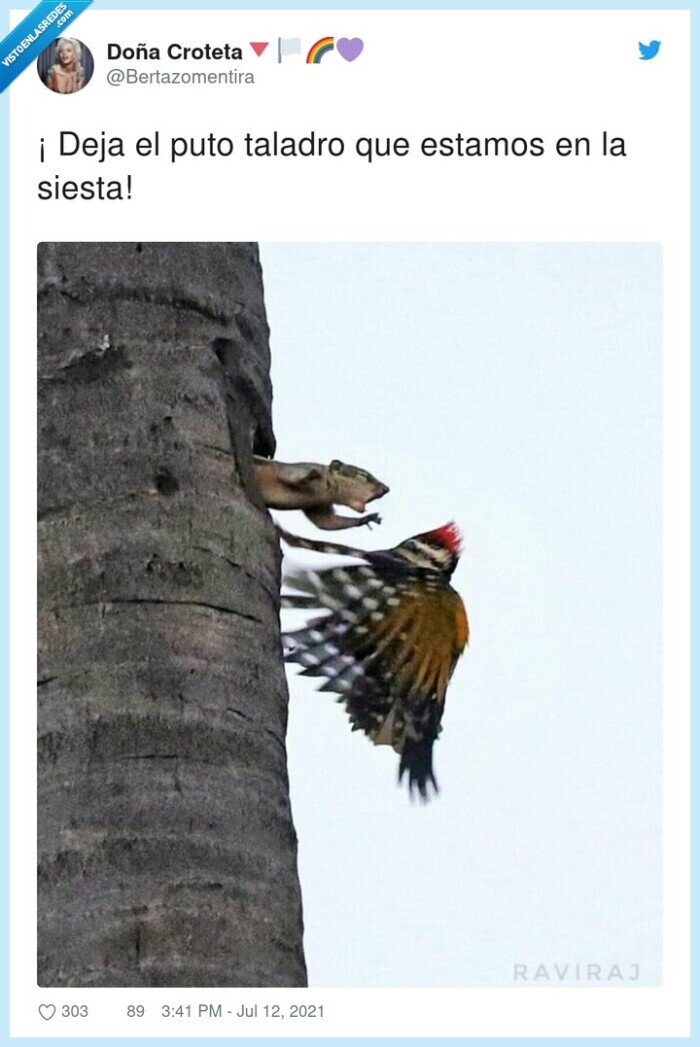 taladro,siesta,ardilla,tronco,pájaro carpintero