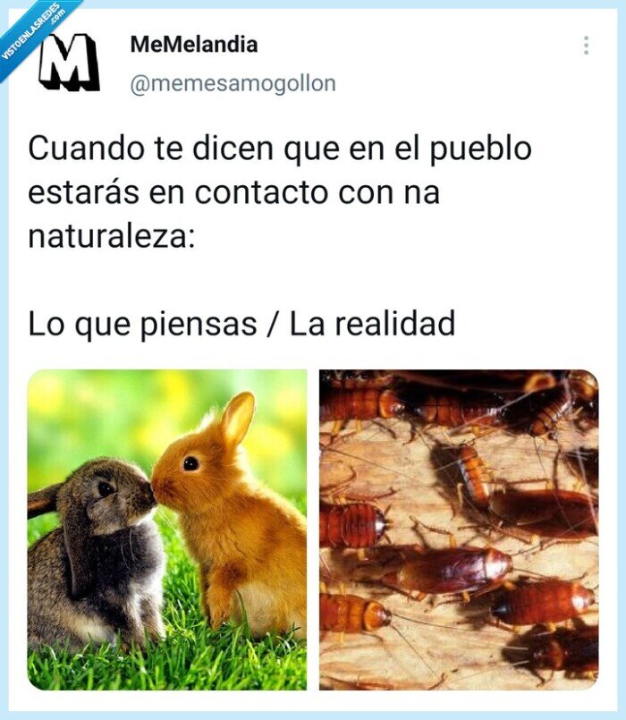 Pueblo,bichos,naturaleza