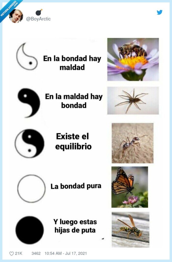 avispa,picar,insectos