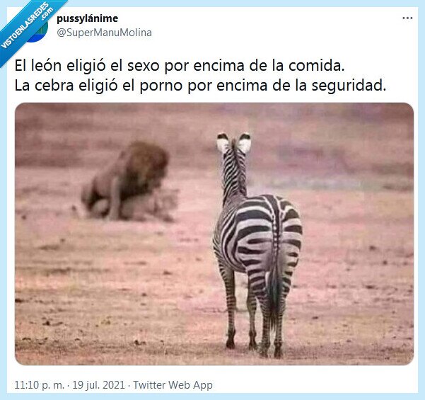 león,cebra,sexo,comida,seguridad