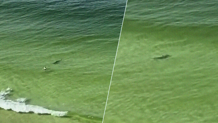 936444 - Un tiburón martillo va como un loco a atacar a este bañista despistado y en el último segundo cambia de opinión