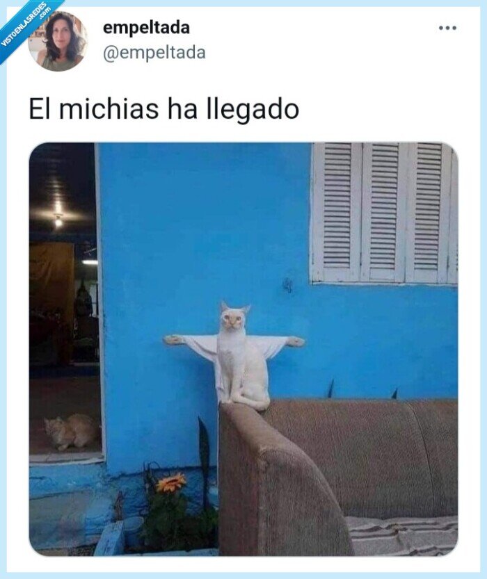 gato,dios,michi,michias