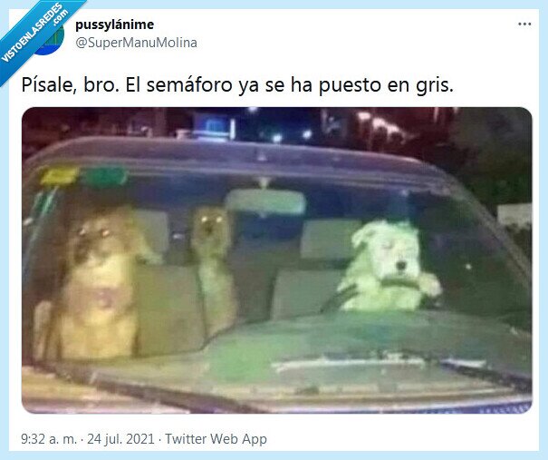 gris,semáforo,perros
