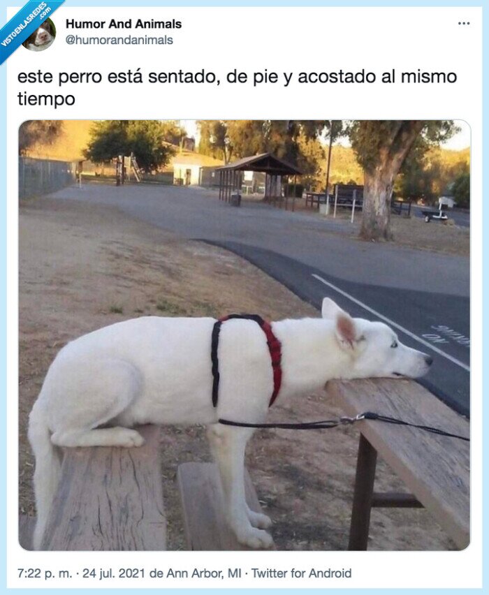 perro,sentado,de pie,acostado