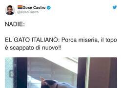 Enlace a “Cat-zo!”, por @XoseCastro