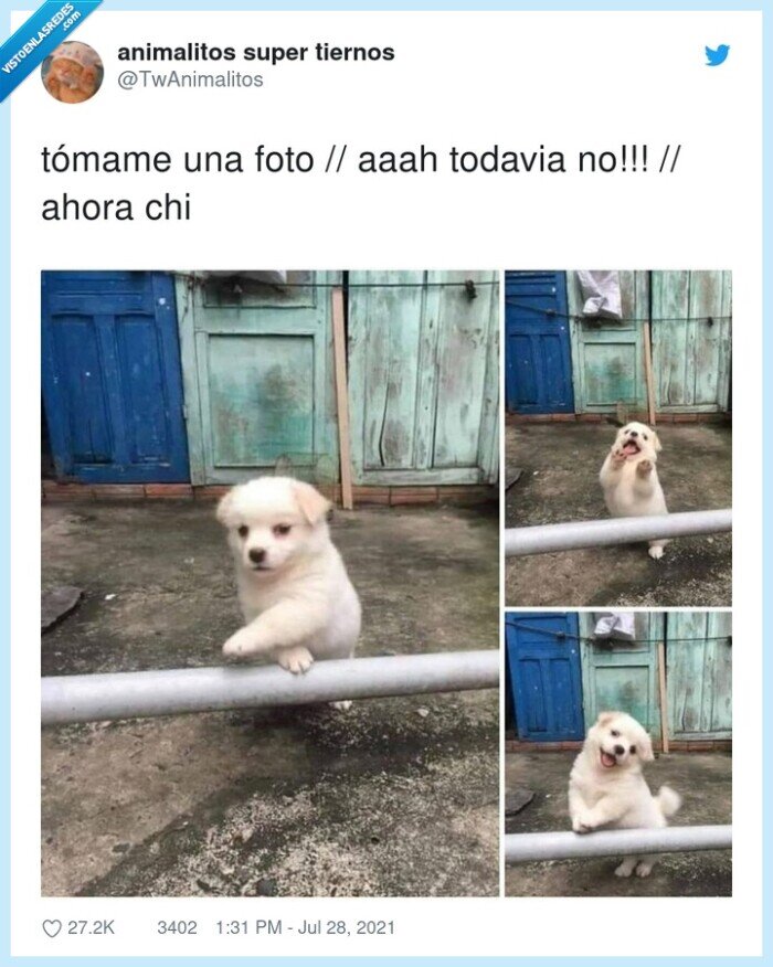 tómame,perro,foto
