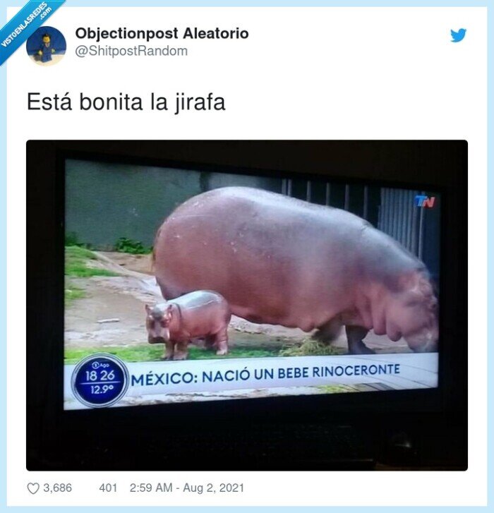 jirafa,bonita,hipopótamo,confusión