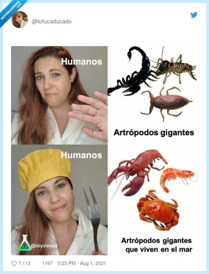 marisco,artropodos,bichos,asco