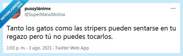 regazo,gato,striper,sentarse,tocar