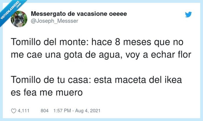 tomillo,maceta,agua,echar,muero,monte