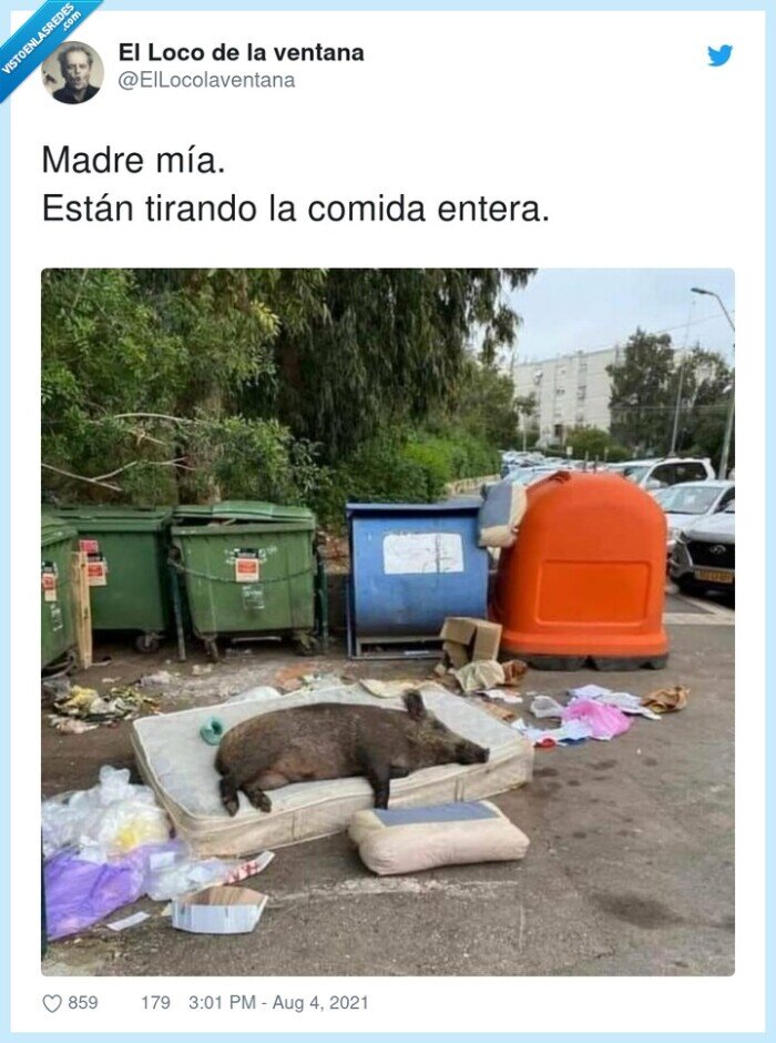 tirando,jabalí,dormir,comida
