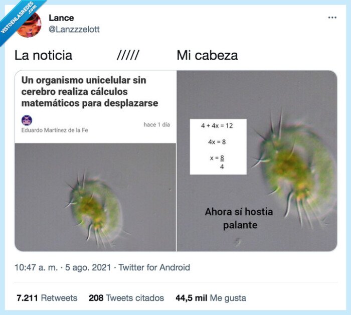 noticia,cabeza,organismo unicelular,calculos matematicos,moverse