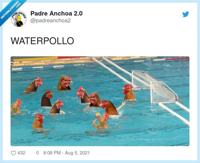 pollos,waterpolo,water