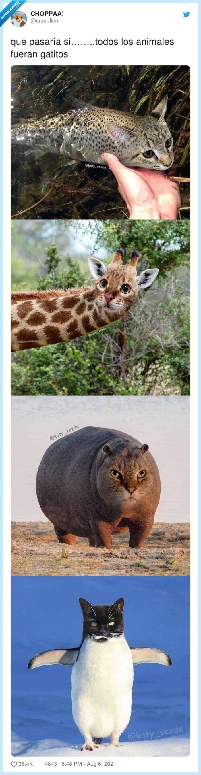 gatos,animales,todos