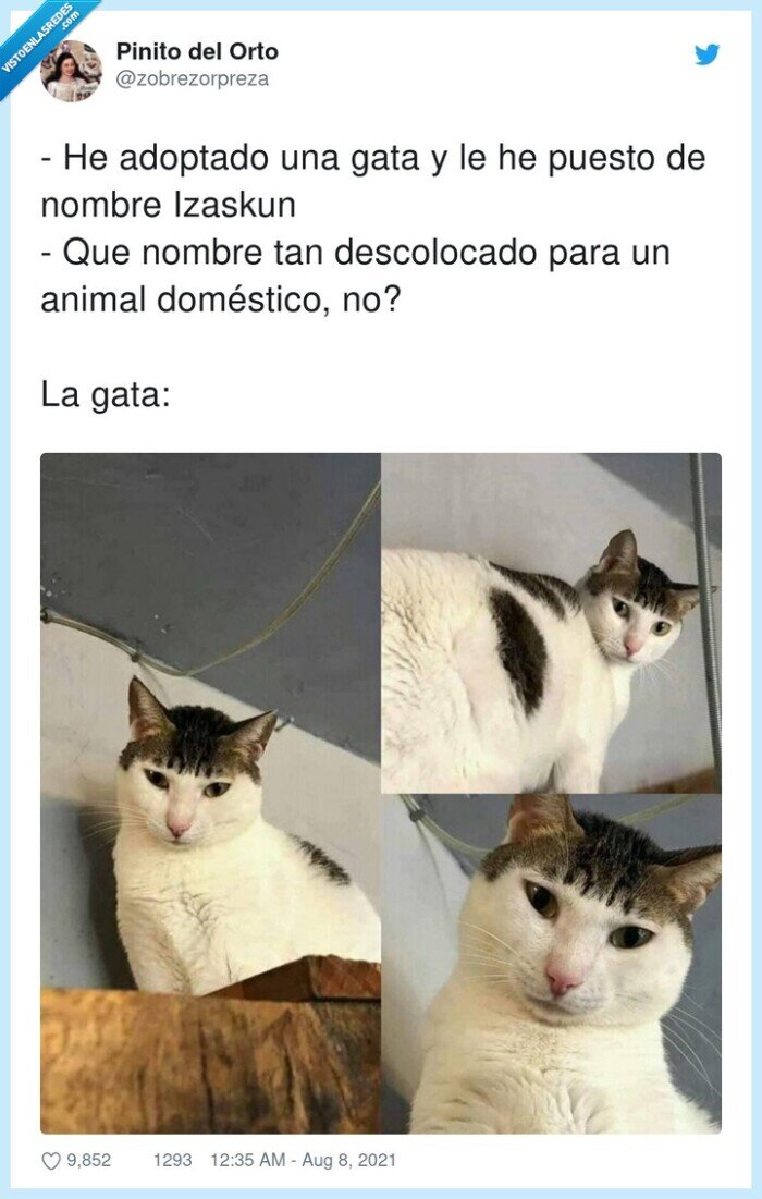 doméstico,adoptado,izaskun,gato,flequillo