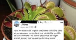 Enlace a Este vegano pide consejo porque tiene una planta carnívora y quiere que sea vegana, por @Strambotic