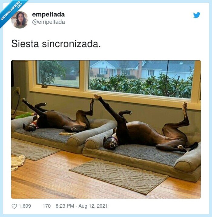 sincronizada,siesta,perros