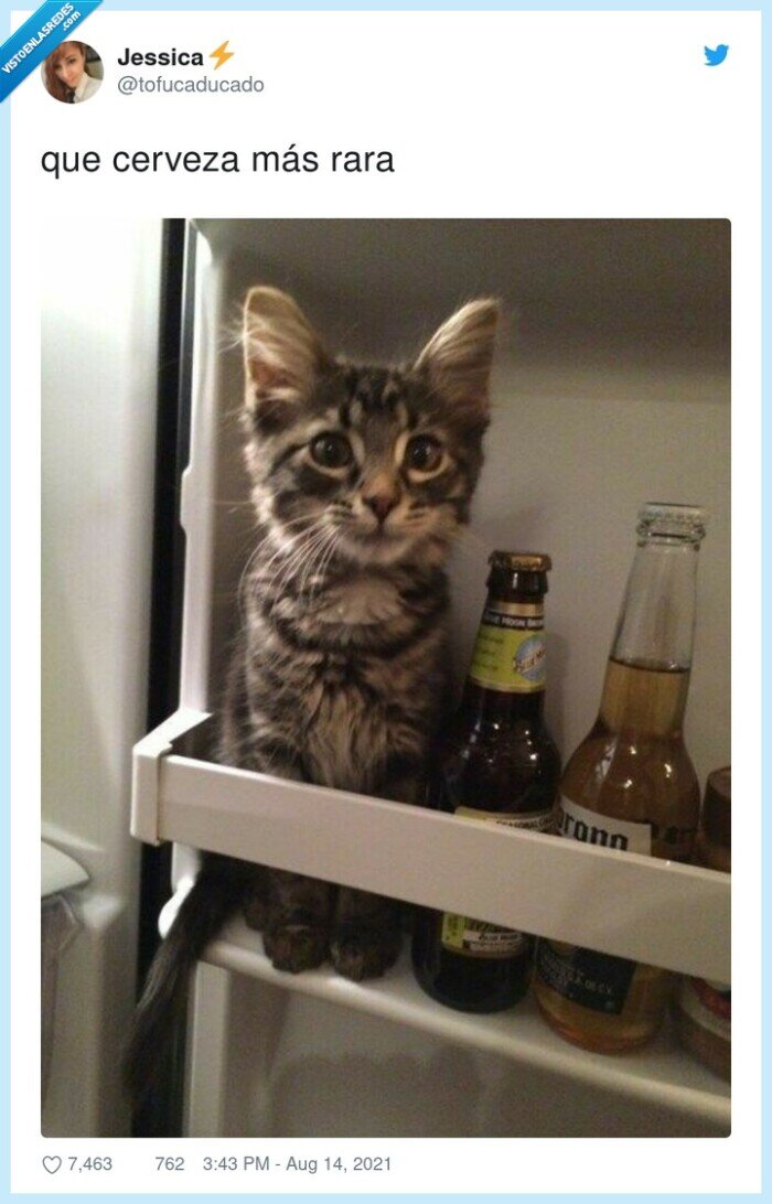 cerveza,gato,rara,nevera