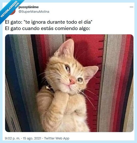 gato,comida,ignorar