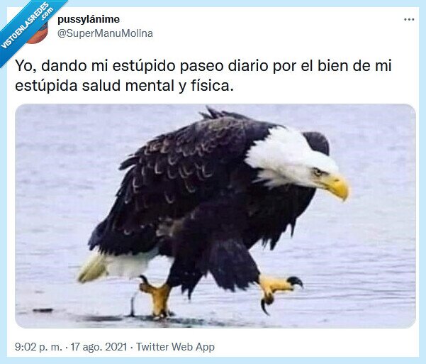 paseo,salud,estúpido