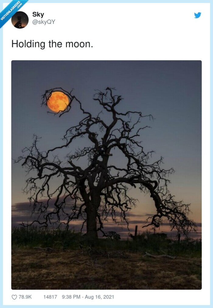 foto,luna,árbol,sostener
