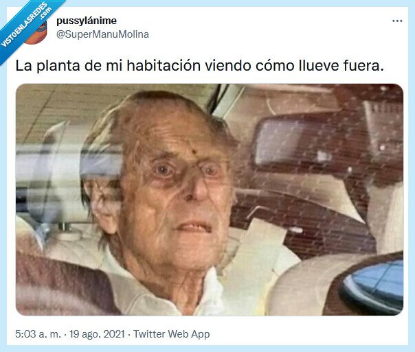 planta,habitación,llover,fuera