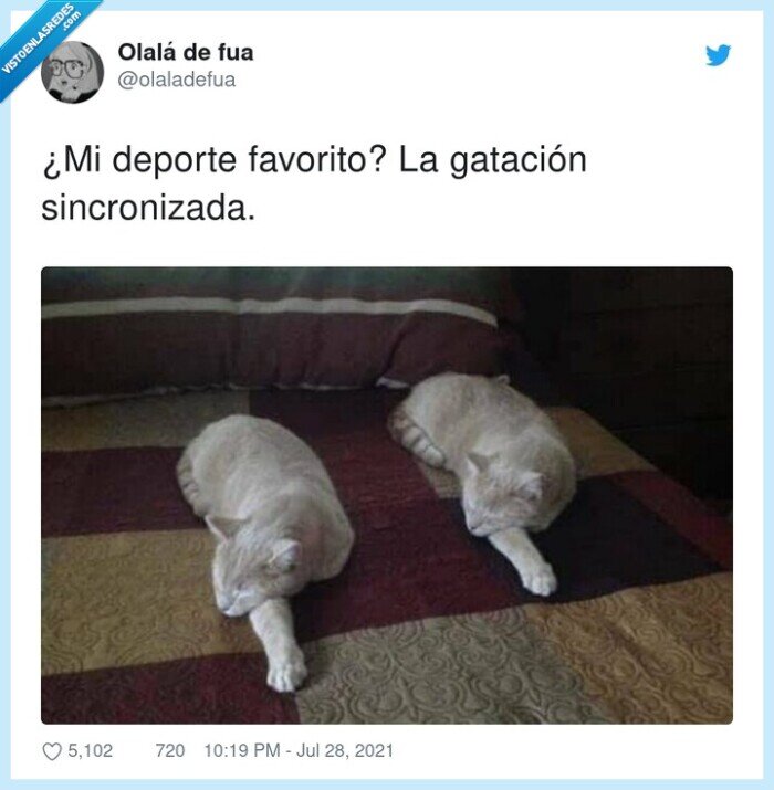 sincronizada,gatación,favorito,deporte