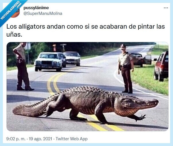 alligators,uñas,pintar,andar