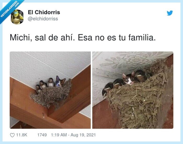 gato,familia,nido,pájaros