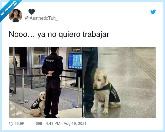 perro,trabajar,aburrido