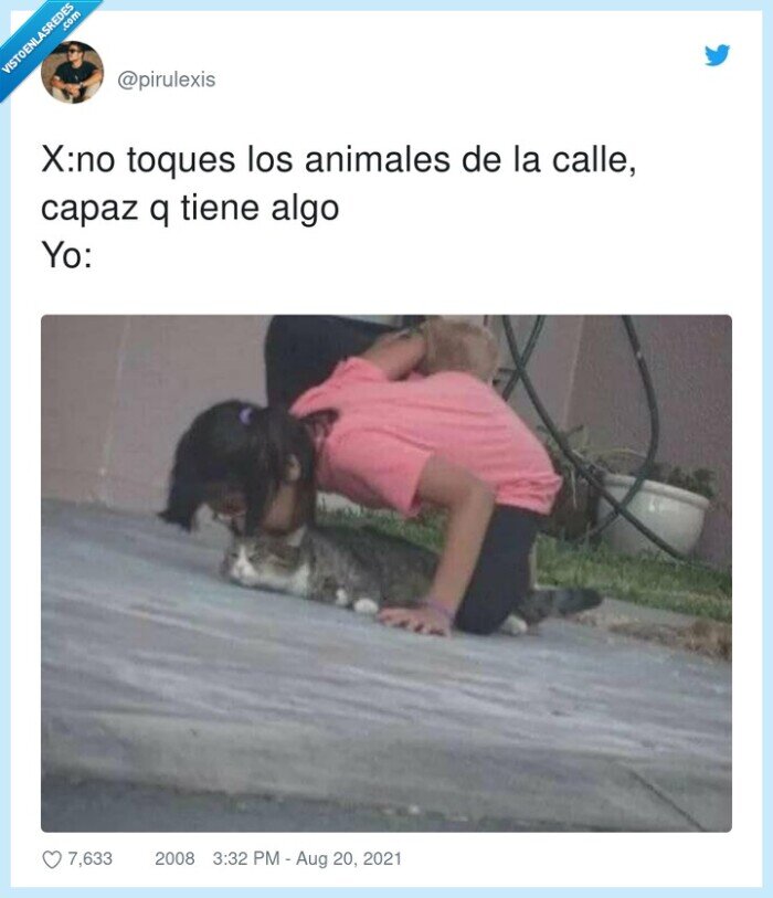 animales,tocar,calle,gatos