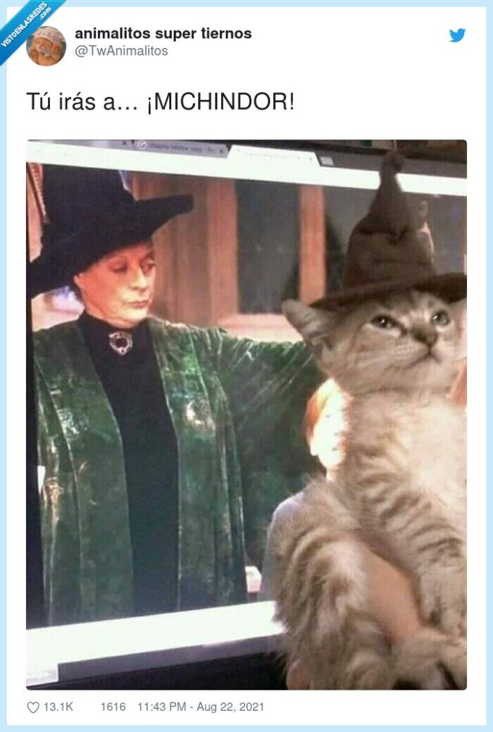 michindor,harry potter,gato