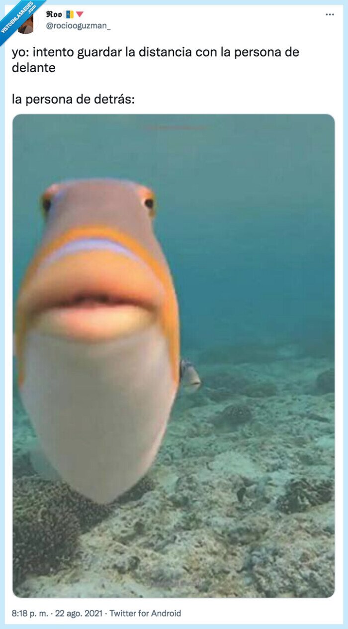 distancia social,detrás,pez,encima