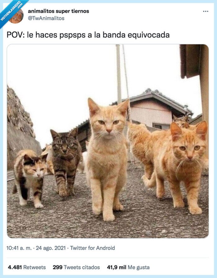 gatos,pspspsps