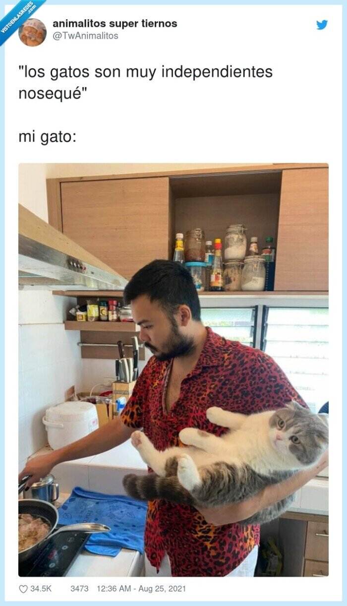 independientes,nosequé,gatos