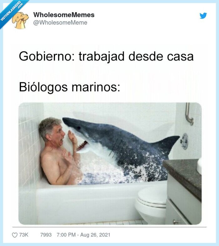biólogos marinos,teletrabajo,bañera,tiburón