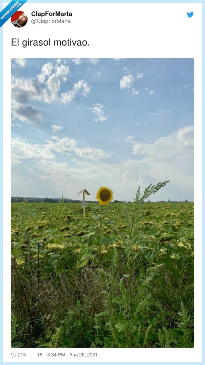 girasol,motivao
