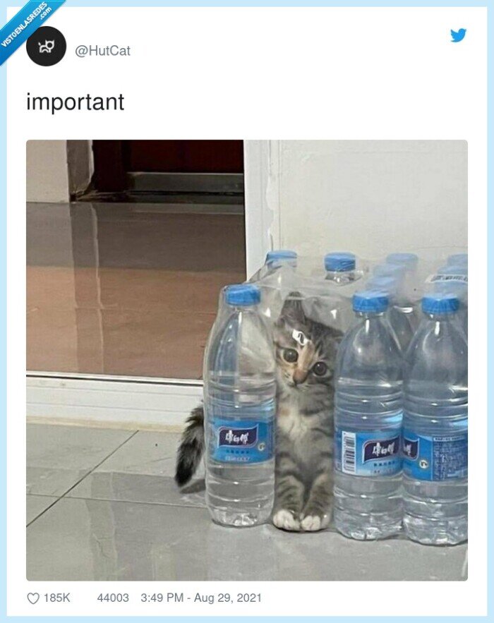 gato,botellas