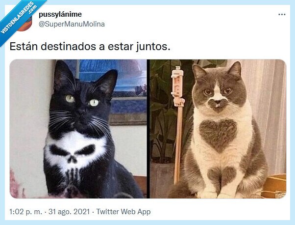 gatos,reblede,dulce