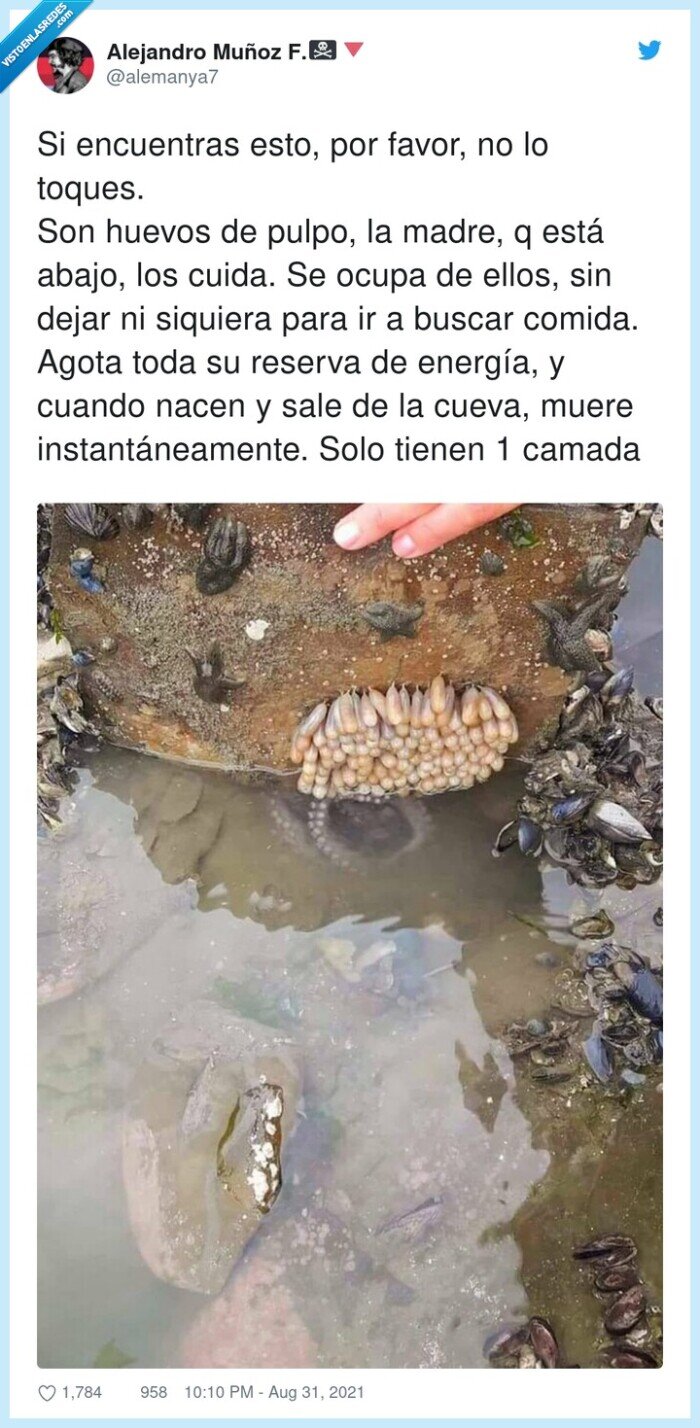 pulpo,huevos,criar