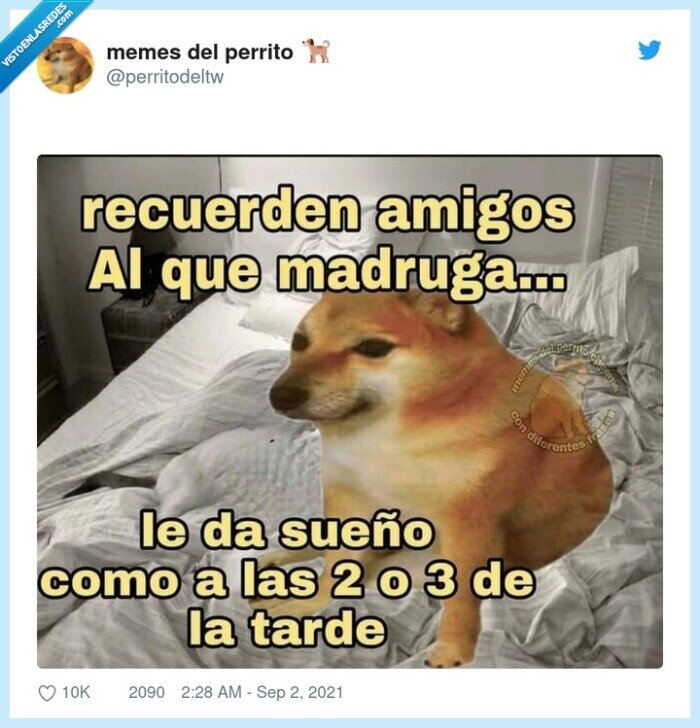 madrugar,sueño,dormir,doge