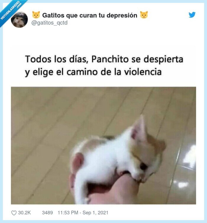 gato,violencia