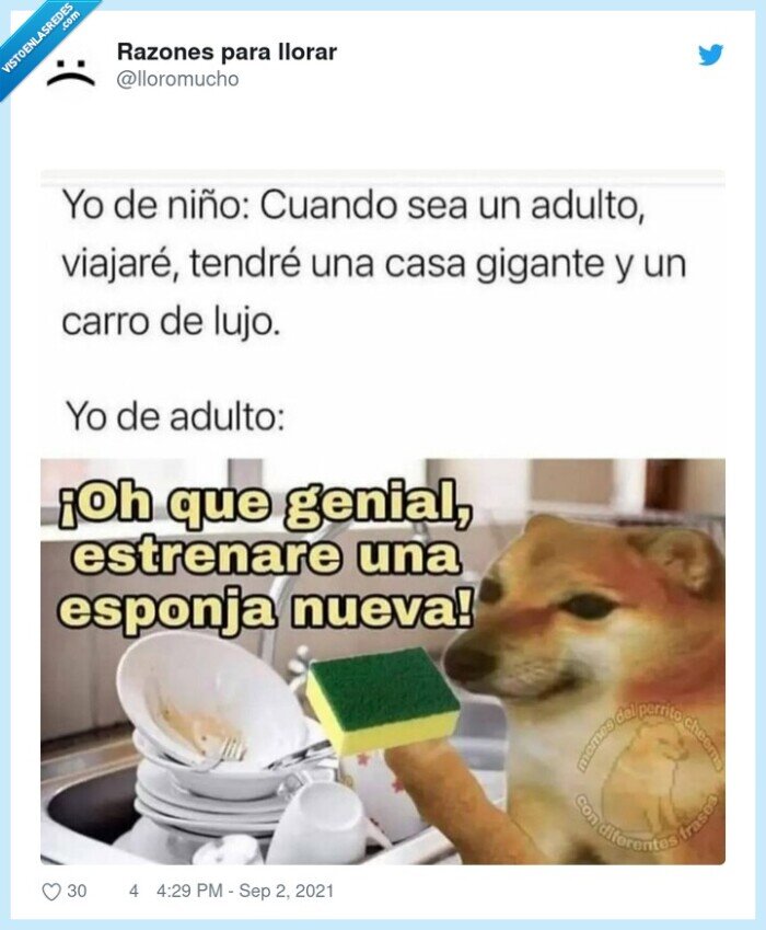 esponja,adulta,cheems,doge