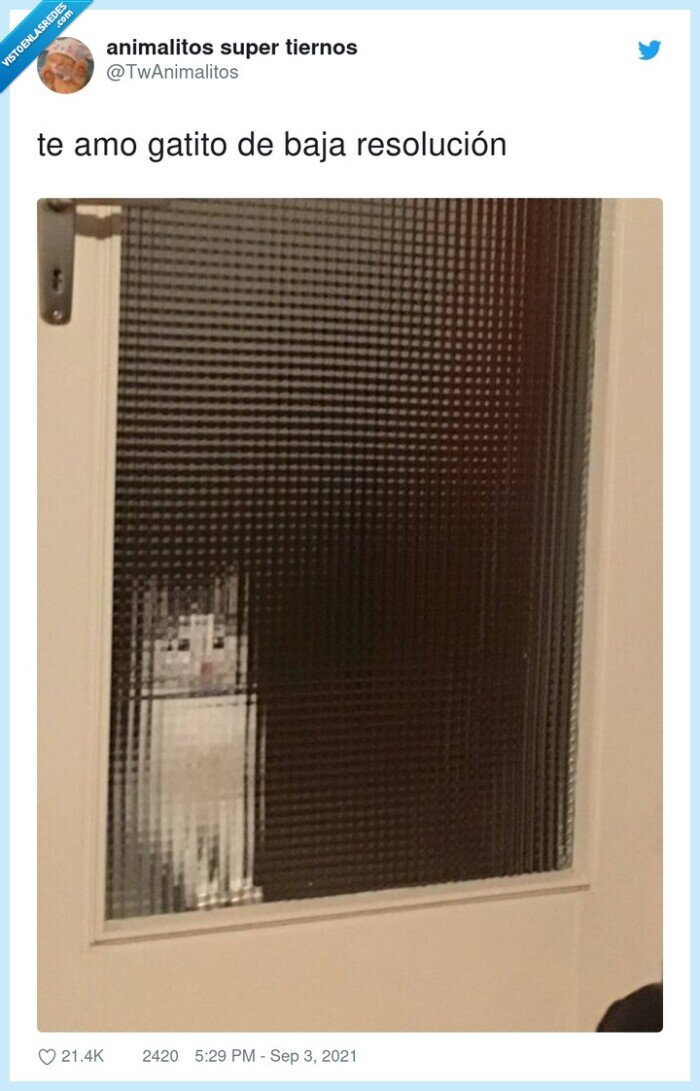 resolución,gatito,baja,minecraft