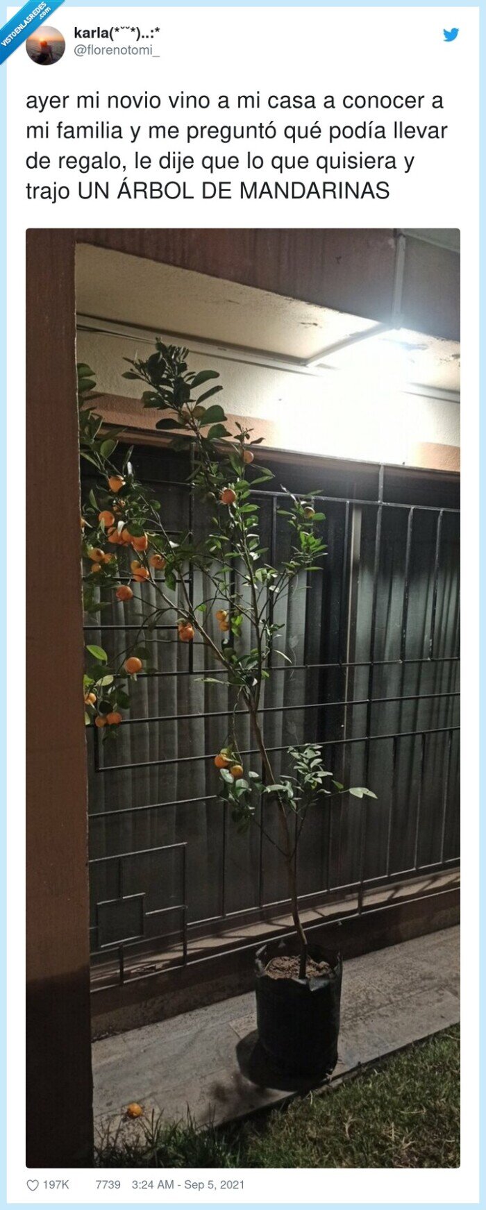 mandarinas,regalo,conocer,familia,árbol