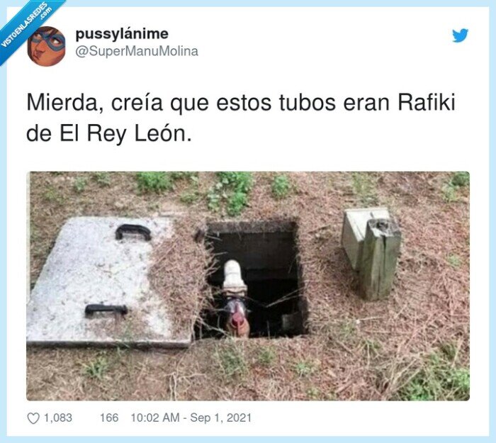 rafiki,tubos,rey,león