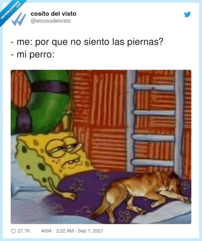 perro,piernas,dormir,cama