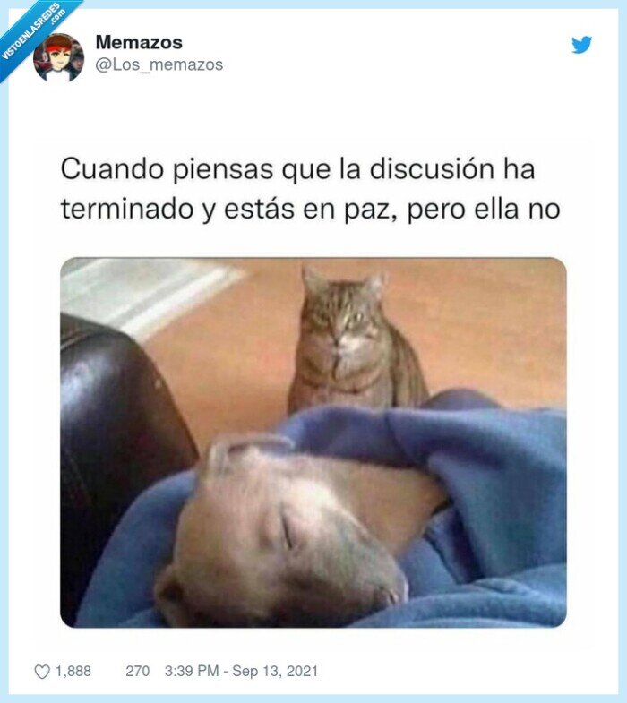 gato,enfadado,discusión,pareja,en paz