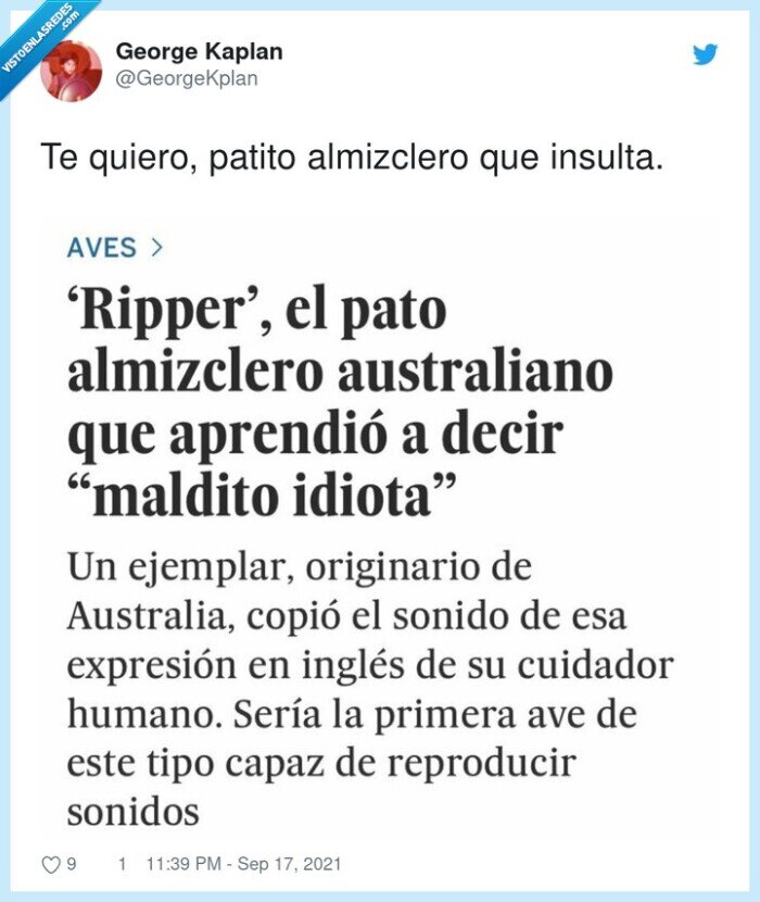 patito,almizclero,australia,insultar