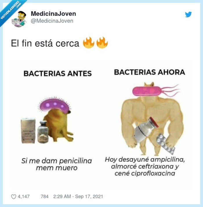 cheems,doge,bacterias